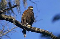 Harris's Hawk (Parabuteo unicinctus) perched on branch. Santa Ana National Wildlife Refuge, Texas, USA. December 2003