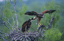 Juvenile Harris's Hawks (Parabuteo unicinctus), 5 weeks, on nest testing wings, Mesquite tree, Willacy County, Rio Grande Valley, Texas, USA. May 2004