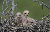 Harris's Hawk (Parabuteo unicinctus) chicks, 2 weeks, in nest, Willacy County, Rio Grande Valley, Texas, USA. May 2004