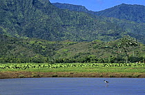 Hawaiian Stilt (Himantopus mexicanus knudseni) Hanalei Bay, Kauai, Hawaii, USA. August 1997