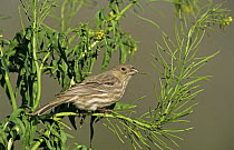 Female House Finch (Carpodacus mexicanus) eating seeds of Mustard (Brassicaceae) plant, Lake Corpus Christi, Texas, USA. April 2003