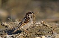 Male Common Sparrow (Passer domesticus) collecting nesting material, Samos, Greek Island, Greece. May 2000