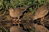 Pair of Inca Doves (Columbina inca) drinking, Lake Corpus Christi, Texas, USA. May 2003