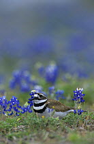 Killdeer Plover (Charadrius vociferus) in Texas Bluebonnets, Choke Canyon State Park, Texas, USA. April 2002