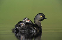 Least Grebe (Tachybaptus dominicus) parent with young on back, Willacy County, Rio Grande Valley, Texas, USA. May 2004