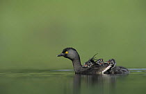 Least Grebe (Tachybaptus dominicus) adult with young on back, Willacy County, Rio Grande Valley, Texas, USA. May 2004