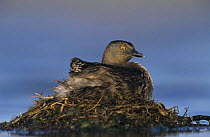 Least Grebe (Tachybaptus dominicus) adult on nest with 1 day chick on back, Lake Corpus Christi, Texas, USA. June 2003