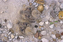 Lesser Nighthawk (Chordeiles acutipennis) chicks in camouflaged ground nest, Lake Corpus Christi, Texas, USA. May 2003