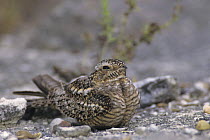 Female Lesser Nighthawk (Chordeiles acutipennis) on camouflaged grounf nest, Lake Corpus Christi, Texas, USA. May 2003