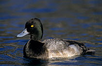 Male Lesser Scaup (Athya affinis) New Braunfels, Texas, USA. March 2001