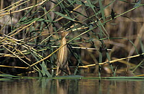 Female Little Bittern (Ixobrychus minutus) hunting in wetland, Samos, Greek Island, Greece. May 2000