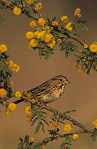 Lincoln's Sparrow (Melospiza lincolnii) on flowering Huisache (Acacia farnesiana), Willacy County, Rio Grande Valley, Texas, USA. March 2004