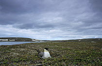 Arctic skua / Parasitic Jaeger (Stercorarius longicaudus) on ground  nest, Gednjehogda, Norway. June 2001
