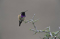 Male Lucifer Hummingbird (Calothorax lucifer) Big Bend National Park, Texas, USA. April 2001