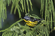 Male Magnolia Warbler (Dendroica magnolia) South Padre Island, Texas, USA. May 2005