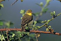Melodious Warbler (Hippolais polyglotta) on bramle, Scrivia River, Italy. May 1997