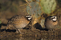 Male Northern Bobwhites (Colinus virginianus) Starr County, Rio Grande Valley, Texas, USA. April 2002