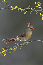 Female Cardinal (Cardinalis cardinalis) on flowering Huisache (Acacia farnesiana), Starr County, Rio Grande Valley, Texas, USA. March 2002