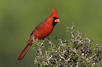 Male Cardinal (Cardinalis cardinalis) on flowering Guayacan (Guaiacum angustifolium), Starr County, Rio Grande Valley, Texas, USA. March 2002