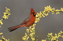 Male Cardinal (Cardinalis cardinalis) on flowering Blackbrush Acacia (Acacia rigidula), Lake Corpus Christi, Texas, USA, March 2003