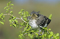 Juvenile Mockingbird (Mimus polyglottos) newly fledged, Welder Wildlife Refuge, Sinton, Texas, USA. June 2005