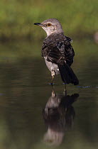 Mockingbird (Mimus polyglottos) in shallow water Willacy County, Rio Grande Valley, Texas, USA. May 2004
