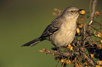 Mockingbird (Mimus polyglottos) eating berry from Chinaberry Tree (Melia azedarach) Lake Corpus Christi, Texas, USA. March 2003
