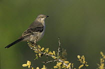 Mockingbird (Mimus polyglottos) Starr County, Rio Grande Valley, Texas, USA. March 2002