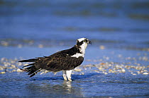 Osprey (Pandion haliaetus) in shallow water, Sanibel Island, Florida, USA. December 1998
