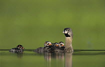 Pied-billed Grebe (Podilymbus podiceps) carrying chicks on back, Willacy County, Rio Grande Valley, Texas, USA. May 2004
