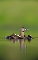 Pied-billed Grebe (Podilymbus podiceps) carrying chicks on back, Willacy County, Rio Grande Valley, Texas, USA. May 2004