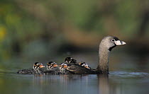 Pied-billed Grebe (Podilymbus podiceps) in water with chicks following and on back, Willacy County, Rio Grande Valley, Texas, USA. May 2004