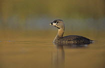 Immature Pied-billed Grebe (Podilymbus podiceps) on water, Willacy County, Rio Grande Valley, Texas, USA, May 2004