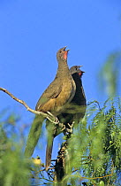 Chachalaca (Ortalis vetula) pair calling in Mesquite tree, Cameron County, Rio Grande Valley, Texas, USA. May 2004