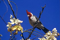 Male Red-crested Cardinal (Paroaria coronata) singing, Honolulu, Hawaii, USA. August 1997
