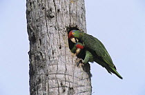 Pair of Green Cheeked / Red-crowned Parrot (Amazona viridigenalis) at nesting cavity in palm tree, Brownsville, Rio Grande Valley, Texas, USA. April 2001