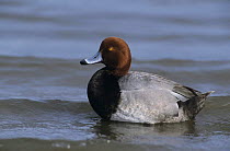 Male Redhead (Aythya americana) resting in water, Rockport, Texas, USA. December 2003