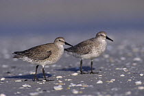 Portrait of two Knot (Calidris canutus) winter plumage, Sanibel Island, Florida, USA. December 1998