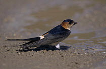 Red-rumped Swallow (Hirundo daurica) collecting mud for nesting material, Samos, Greek Island, Greece. April 1994