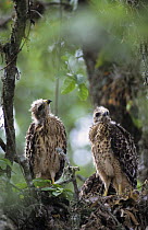 Two juvenile Red-shouldered Hawks (Buteo lineatus) in nest, San Antonio, Texas, USA. June 2004