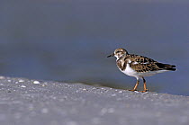 Ruddy Turnstone (Arenaria interpres) with winter plumage, Sanibel Island, Florida. USA December 1998