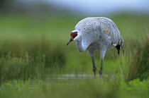 Sandhill Crane (Grus canadensis) in marsh, Lake Corpus Christi, Texas, USA. March 2003