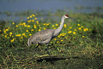 Sandhill Crane (Grus canadensis) walking, Myakka River State Park, Florida, USA. December 1998