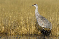 Sandhill Crane (Grus canadensis) in marsh, Bosque del Apache National Wildlife Refuge, NM, USA. December 2003