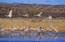 Group of Sandhill Cranes (Grus canadensis) taking off from roosting place, Bosque del Apache National Wildlife Refuge, NM, USA. December 2003