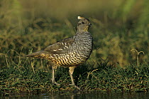 Scaled Quail (Callipepla squamata) by water, Starr County, Rio Grande Valley, Texas, USA. May 2002