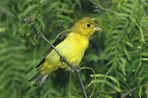 Female Scarlet Tanager (Piranga olivacea) on Mesquite tree, South Padre Island, Texas, USA. May 2005