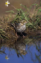 Song Sparrow (Melospiza melodia) at water to drink, Lake Corpus Christi, Texas, USA. May 2003