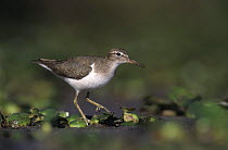 Spotted Sandpiper (Actitis macularia) on Waterhyacint, winter plumage, Lake Corpus Christi, Texas, USA. March 2003