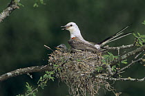 Scissor-tailed Flycatcher (Tyrannus forficatus) calling whilst on nest with chicks, Welder Wildlife Refuge, Sinton, Texas, USA. June 2005